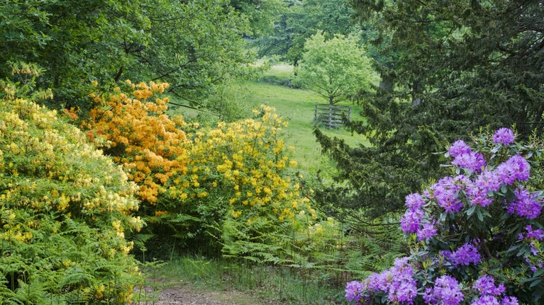 Mauve and yellow rhododendrons and azaleas lining the woodland path at Leith Hill
